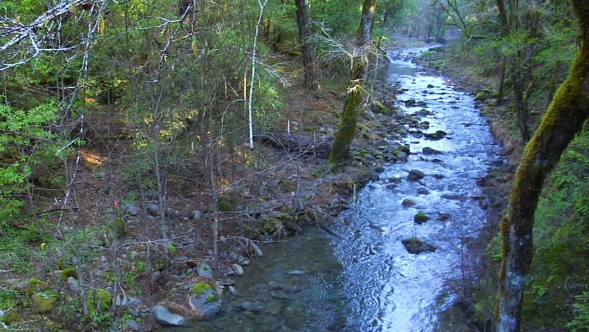 A peaceful creek in the forest will bring inner peace to anyone lucky enough to