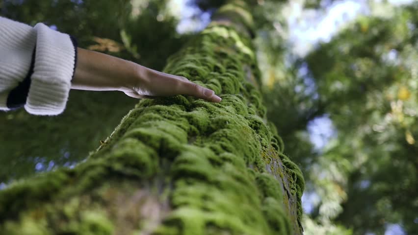 Girl palming a mossy tree Royalty-Free Stock Footage #1007164774