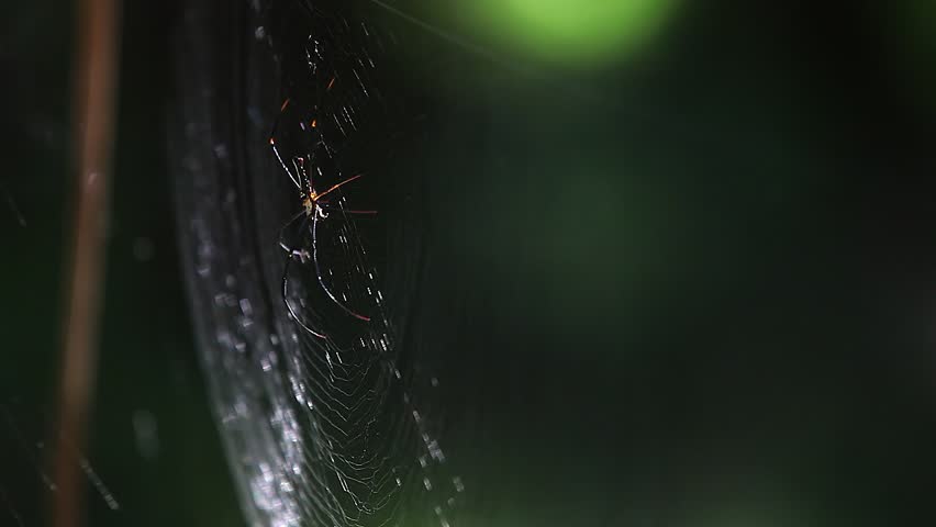 Golden Silk Orb-Weaver Spider (Nephila Pilipes) on the Web