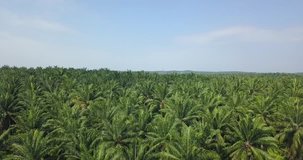 Aerial footage of a palm oil plantation in Port Dickson, Malaysia