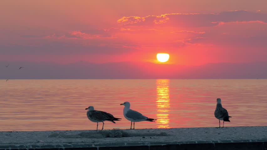 Slow motion shot of several seagulls walking on the pier on the background of quiet sea and sunset. Golden sun path on water