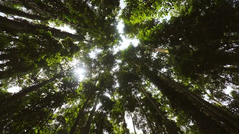 Looking Up to the Sky Between Giant Tropical Trees in Rainforest. 4K.