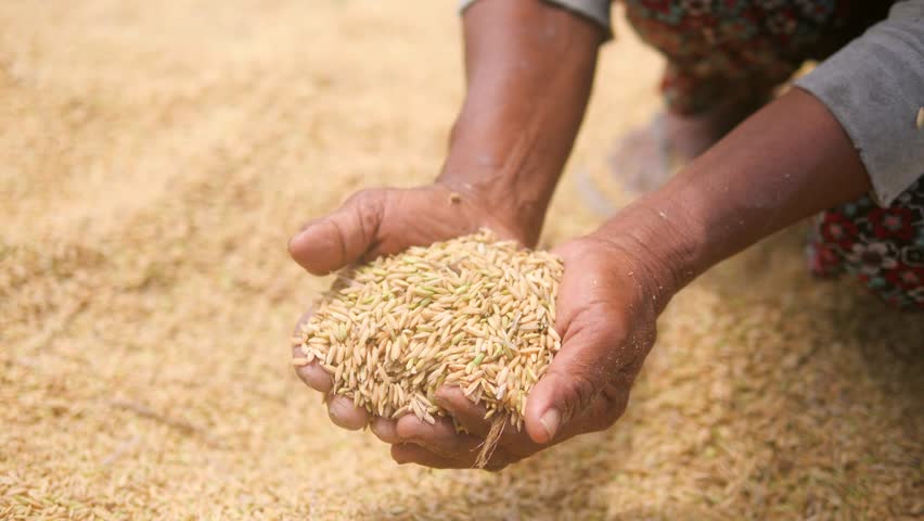 Old Asian Farmer Women Carrying Rice In Hands. Female with Handfull of Rice at the Field. Agriculture Harvest 4K Slowmotion. Bali, Indonesia.