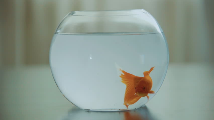 Goldfish in a bowl aquarium | Shutterstock HD Video #1007181082