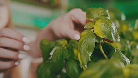 Ingredients for preparing a pizza -  Basil leaves in girl hands. Italian food, meal, lunch, cuisine, foodporn. - Powered by Shutterstock - Get 15% off with code: PIKWIZARD15