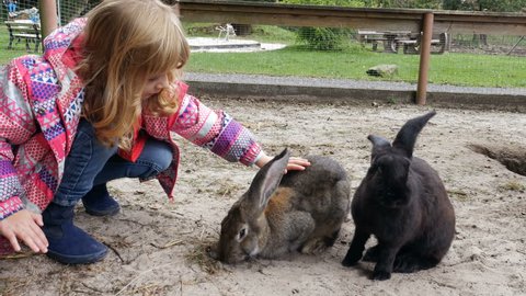A young girl interacting with two hares on a farm in Germany. 