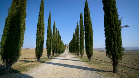 Slow motion stabilized shot - Famous cypress trees row along Tuscany road by POV of car driver driving along countryside of Italy. Cypress tree defines signature of Tuscany for tourist visiting Italy.