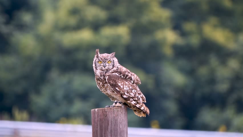 spotted eagle owl taking off post Stock Footage Video (100% Royalty ...