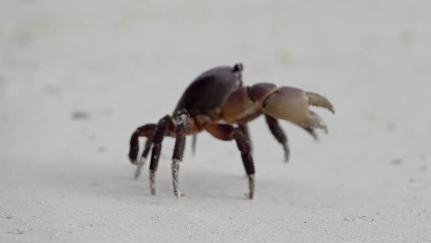 crab raised claws walking on white Stock Footage Video (100% Royalty ...