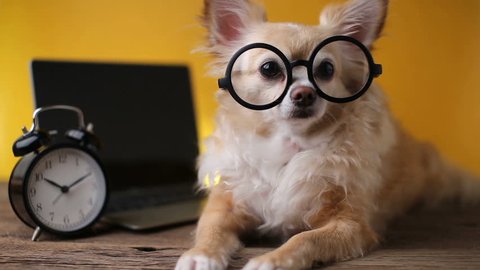 cute glasses chihuahua dog with laptop and alarmclock on wooden table with yellow background