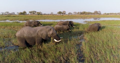 Aerial zoom out view of five elephants feeding in a river with tourist boat behind them in the Okavango Delta