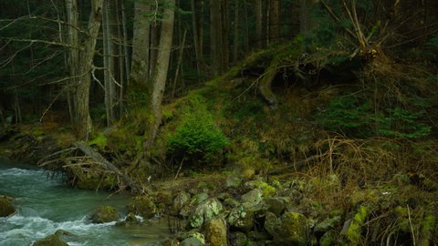 Mountain river, dense forest, camera movement from right to left, long shot