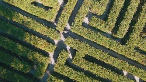 Hedge maze in city park. Labyrinth in the bushes. Beautiful summer in town, green trees. Woman is walking through a maze - 4K Drone Footage