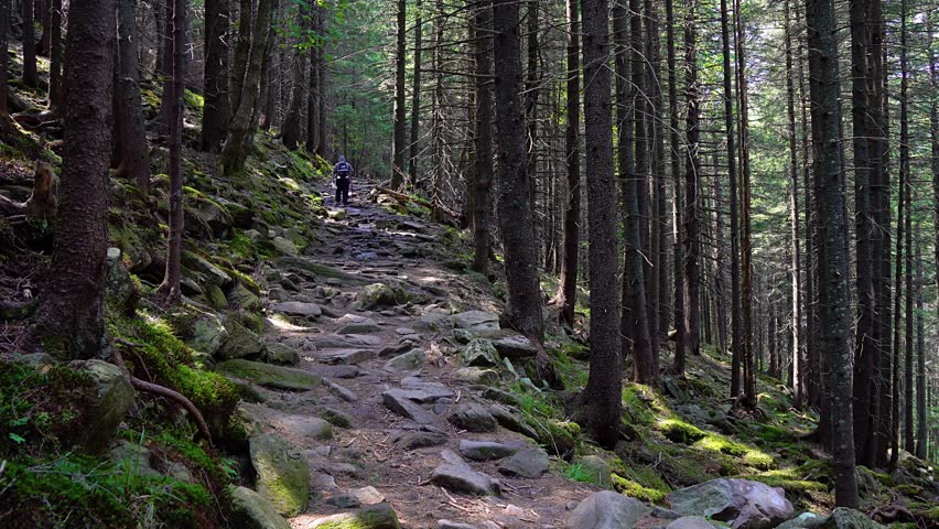 tourists on a stone path in a fairy forest, Sun light patches on ground, path in the thick spruce forest, people on Stone path in the forest with trees, walking on path with stones in pine forest