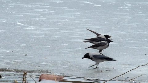Hooded crow peck bread crumbs on ice (Corvus cornix)