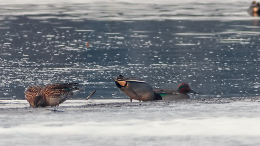 Eurasian water bird species - Common Teal (Anas crecca). A small flock feeding in the shallows of the winter lake.