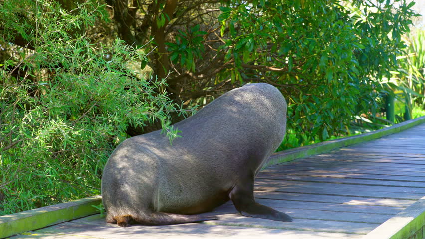 Kaikoura, New Zealand, sea lion walking on walkway at Kaikoura, New Zealand