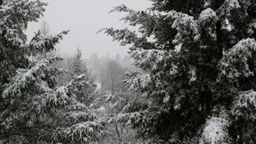Snow Falling On Pine Trees