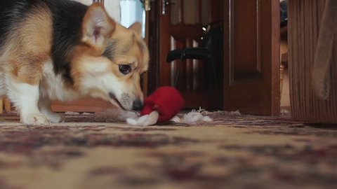Playful mischievous dog tear the toy heart.