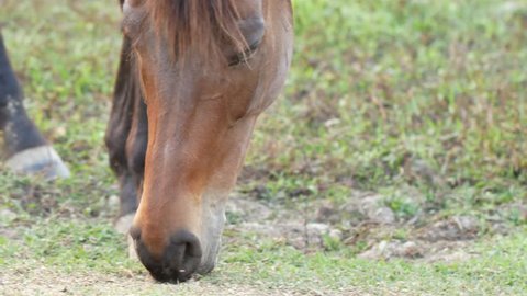 Horses On The Ranch Eat Stock Footage Video 100 Royalty Free 30603280 Shutterstock