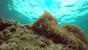 Tropical fish swim around a sea anemone in the warm water off Koh Lipe. a tropical island paradise in Thailand. 4k Ultra HD video