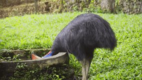 Mature. southern cassowary. with its typical blue and red skin about the head and neck. drinking water from a concrete basin. 4k video