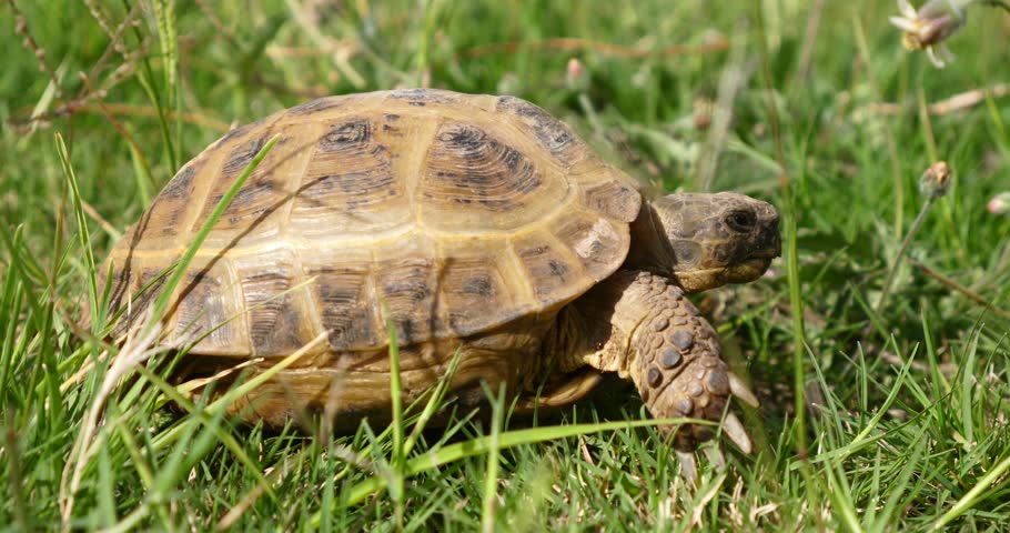 Tortoise turtle slowly moving through the scene on green grass walking slow looking at camera old ancient endangered tropical wildlife animal | Shutterstock HD Video #1007229724