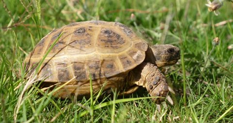 tortoise turtle slowly moving through the scene on green grass walking slow looking at camera old ancient endangered tropical wildlife animal