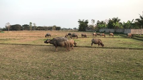 buffalo asia In the field