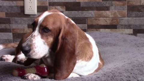Female Basset hound dog with toy laying in bed in apartment   