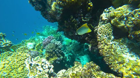 fish swims on the coral reef