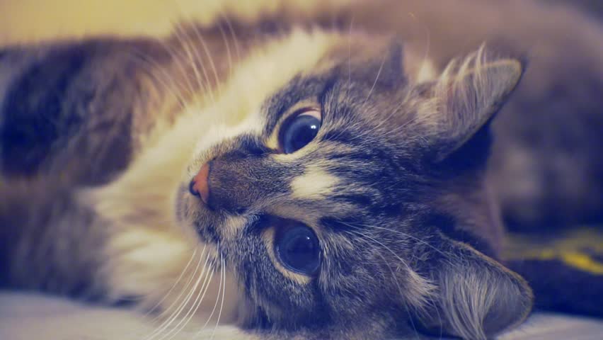 Portrait of an adult fluffy lazy blue-eyed cat lying on the floor