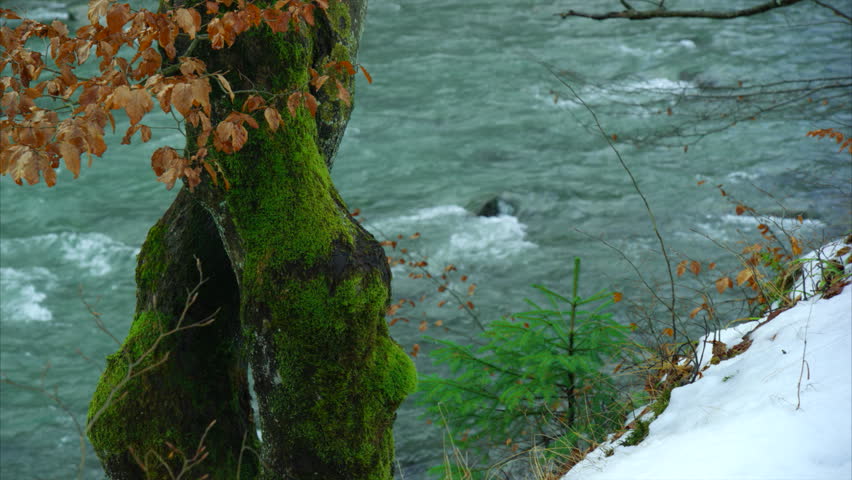 Old tree with yellow leaves, moss, snow, mountain river, camera moves from right to left