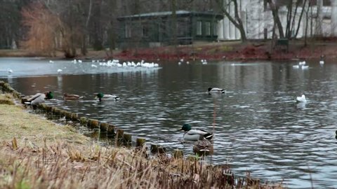 A large number of ducks swim in the lake under the branches of trees. Mallard Ducks, Tufted Ducks, Coots, and Seagulls swimming on a lake. Some are diving and fighting for food that is being thrown.