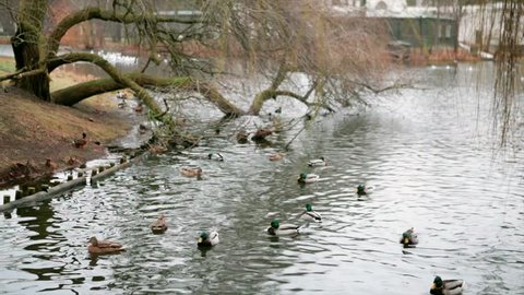 A large number of ducks swim in the lake under the branches of trees. Mallard Ducks, Tufted Ducks, Coots, and Seagulls swimming on a lake. Some are diving and fighting for food that is being thrown.