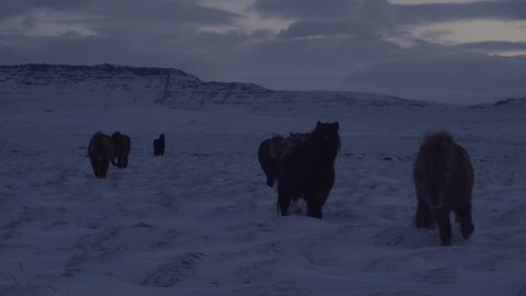 Horses Approaching the Camera