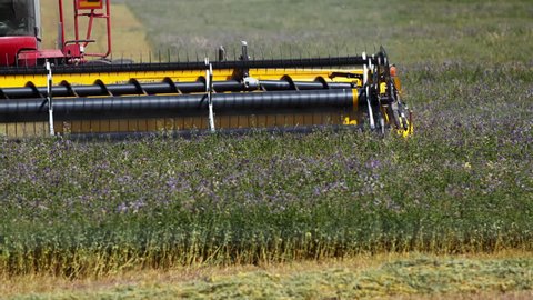 Combine harvesting flax seed flowers in field