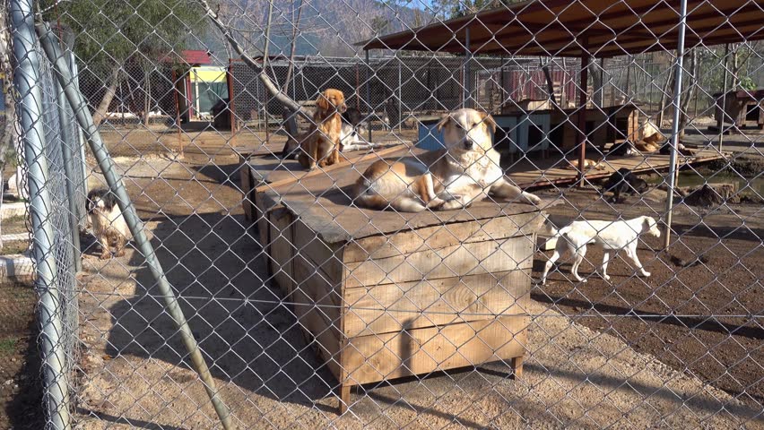 4K Viewing dogs behing gratings enclosed in pen, audio

