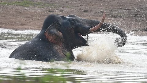 Asian Elephant (Elephas maximus), a male big mammal, soaking in water pond for healing wound after fighting with bigger elephant at Khao Yai National Park, Thailand. Wild animal in natural habitat.
