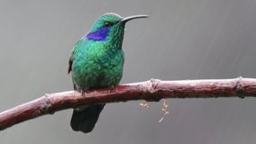 Lesser violetear hummingbird sitting on a mossy branch during rain in the cloud forest of Costa Rica