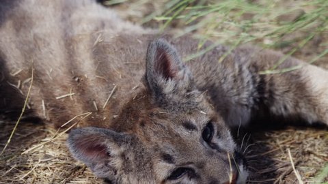 Mountain Lion cub lying in grass lazy cat