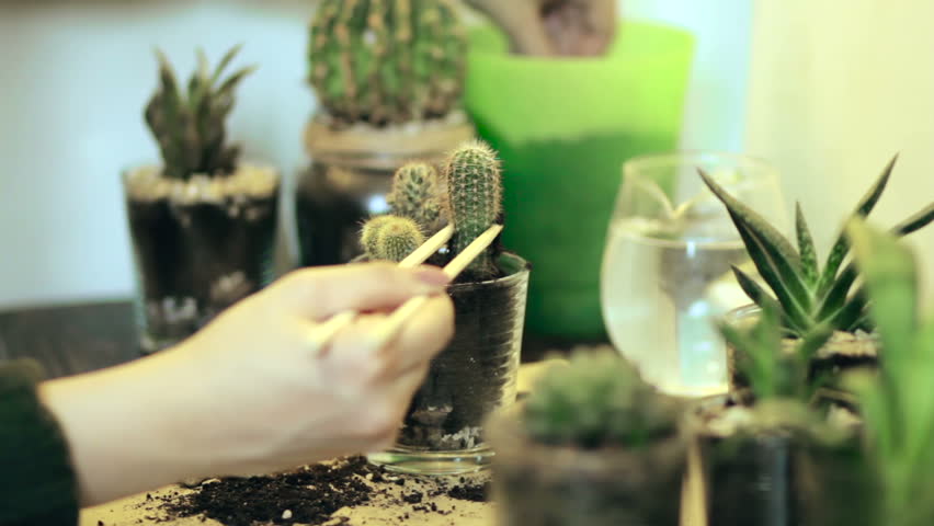 Florist replanting succulent on wooden table, Transplantation of cactus close up