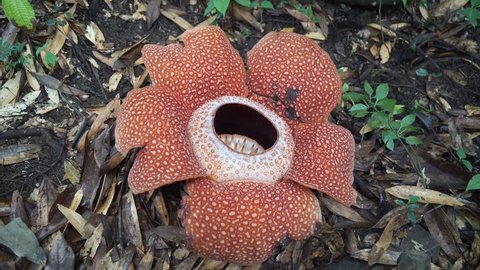 Rafflesia, the biggest flower in the world. This species located in Ranau Sabah, Borneo. Malaysia