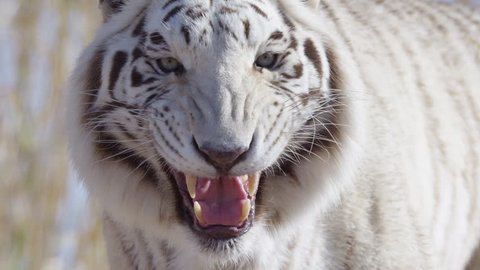 White tiger snarling at the camera