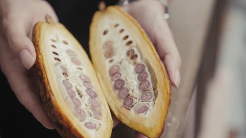 Woman holding cut cocoa pod fruit on blurred background, closeup close up