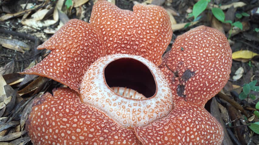 Rafflesia, the Biggest Flower in Stock Footage Video (100