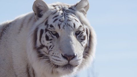 White tiger unhappy growls and walks away