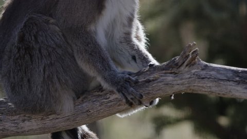 Lemur sitting on branch tilt up to face slowly