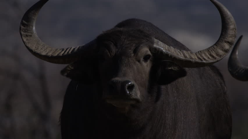 Water buffalo close up portrait of face in africa | Shutterstock HD Video #1007269396
