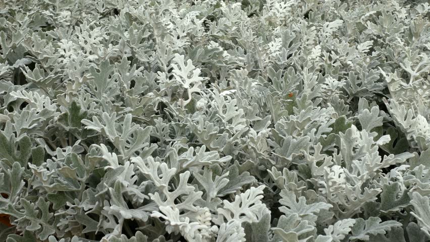 silvery cineraria original ornamental-deciduous plant beautifully: стоковое...